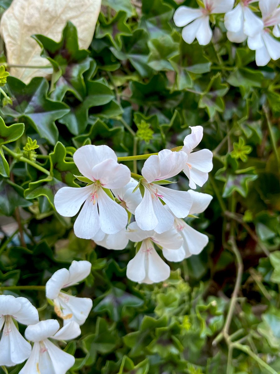この寒波でも咲いてる〜🥹✨
ほんのり紅をさしたような
アイビーゼラニウムの清楚な花と
星型の葉のなんて可愛らしいこと🥰