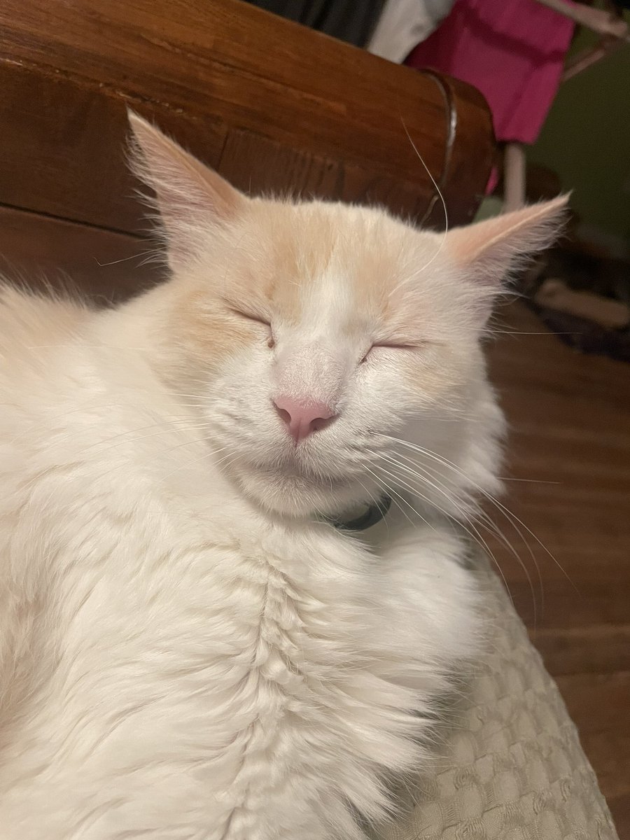 Anna Thompson 🥥🌴🥥🌴 tweet media