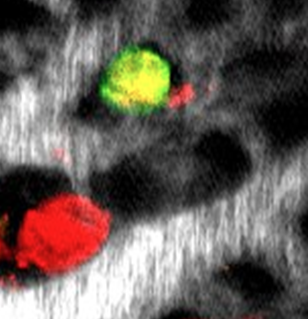 David Entenberg tweet media