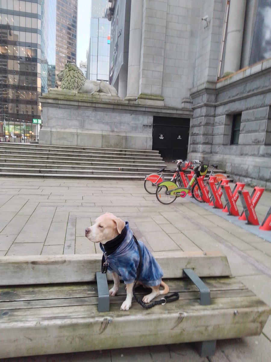 LebrockTony's tweet photo. Satπ
PittrageousPittiePosingΒ‘!
#saturdayfun #pittrageous #staffiesaturday #dogpose
#proudpittie #dogsworld #pet #artvibes #vanartgallery #piti
#MadamRiley #joey #dogx https://t.co/ssmSbA6oRu