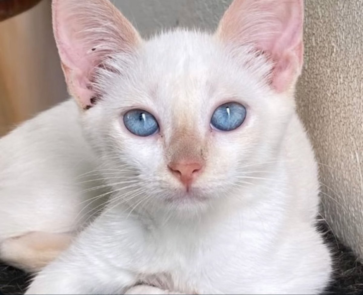 kaarolzx's tweet image. Essa é a Nala, resgatei ela voltando do medico, na 1ª foto é ela dentro da pasta. Tava chovendo e trovejando muito, ela tava tremendo de frio e fome. Olhem a diferença do olhar dela das primeiras fotos pra última 🥹
Postem fotos dos pets de vocês com a #justicapororelha