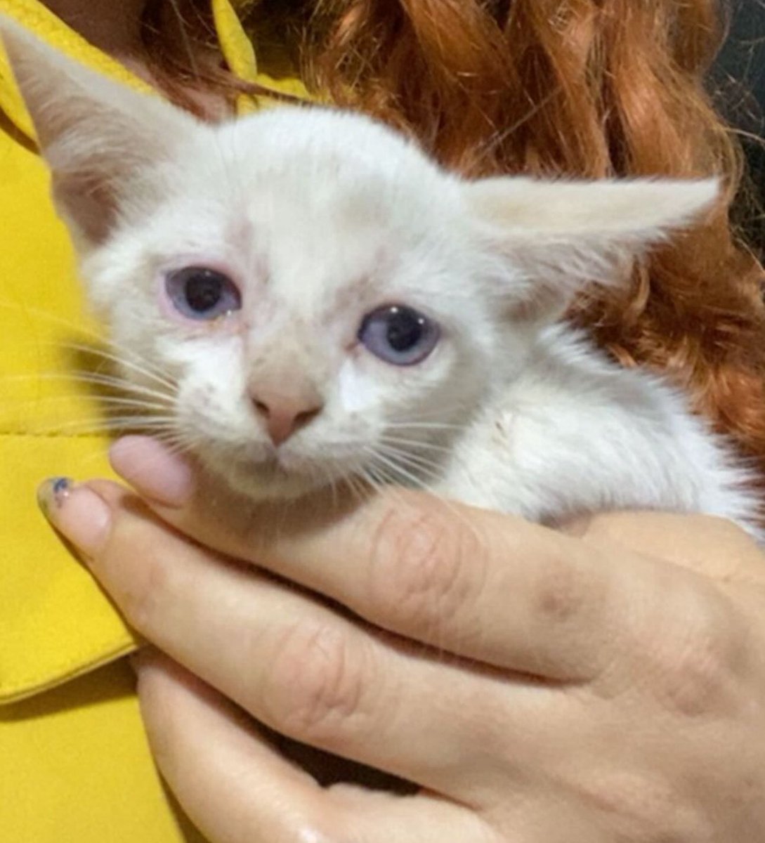 kaarolzx's tweet image. Essa é a Nala, resgatei ela voltando do medico, na 1ª foto é ela dentro da pasta. Tava chovendo e trovejando muito, ela tava tremendo de frio e fome. Olhem a diferença do olhar dela das primeiras fotos pra última 🥹
Postem fotos dos pets de vocês com a #justicapororelha