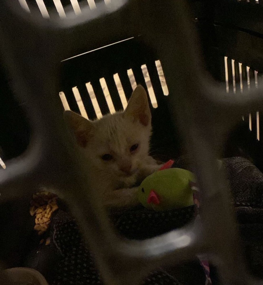 kaarolzx's tweet image. Essa é a Nala, resgatei ela voltando do medico, na 1ª foto é ela dentro da pasta. Tava chovendo e trovejando muito, ela tava tremendo de frio e fome. Olhem a diferença do olhar dela das primeiras fotos pra última 🥹
Postem fotos dos pets de vocês com a #justicapororelha