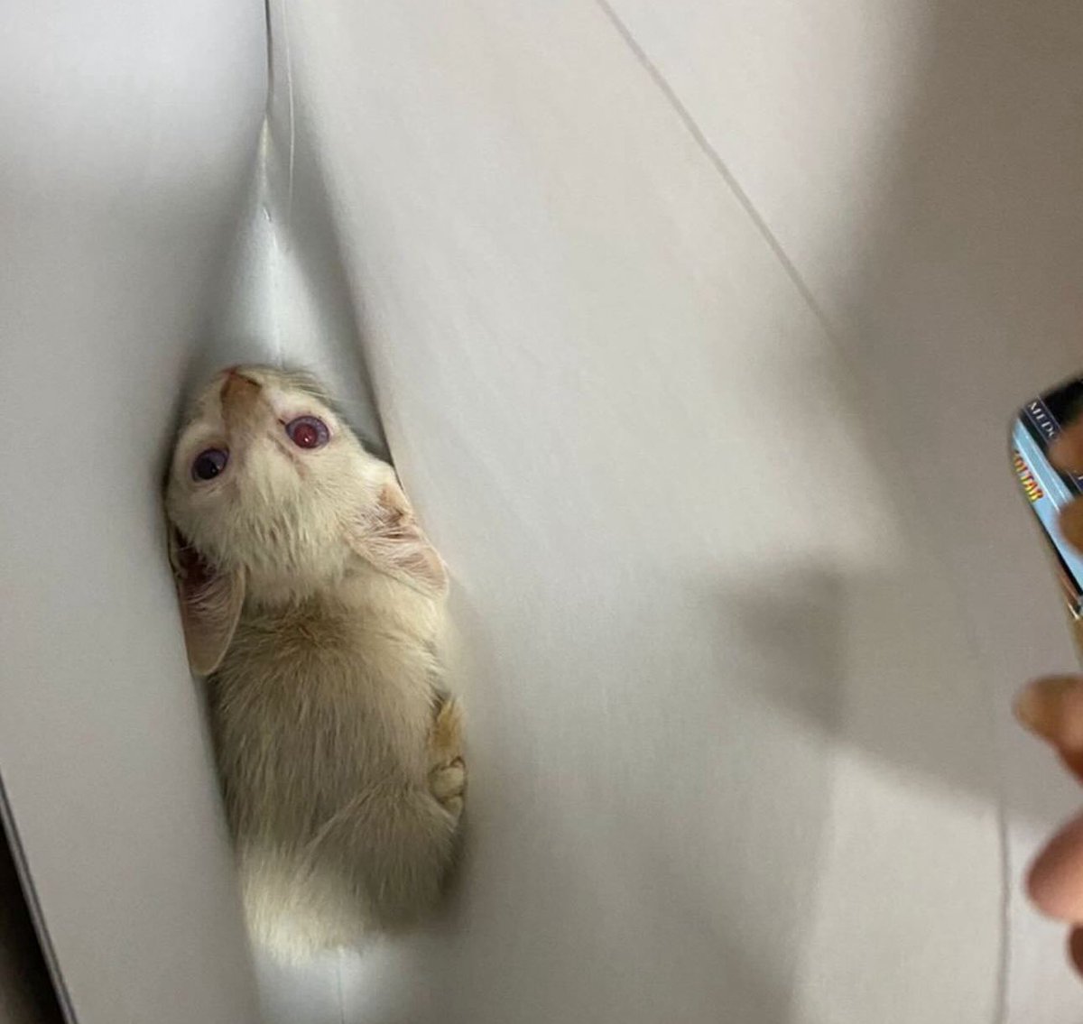 kaarolzx's tweet image. Essa é a Nala, resgatei ela voltando do medico, na 1ª foto é ela dentro da pasta. Tava chovendo e trovejando muito, ela tava tremendo de frio e fome. Olhem a diferença do olhar dela das primeiras fotos pra última 🥹
Postem fotos dos pets de vocês com a #justicapororelha