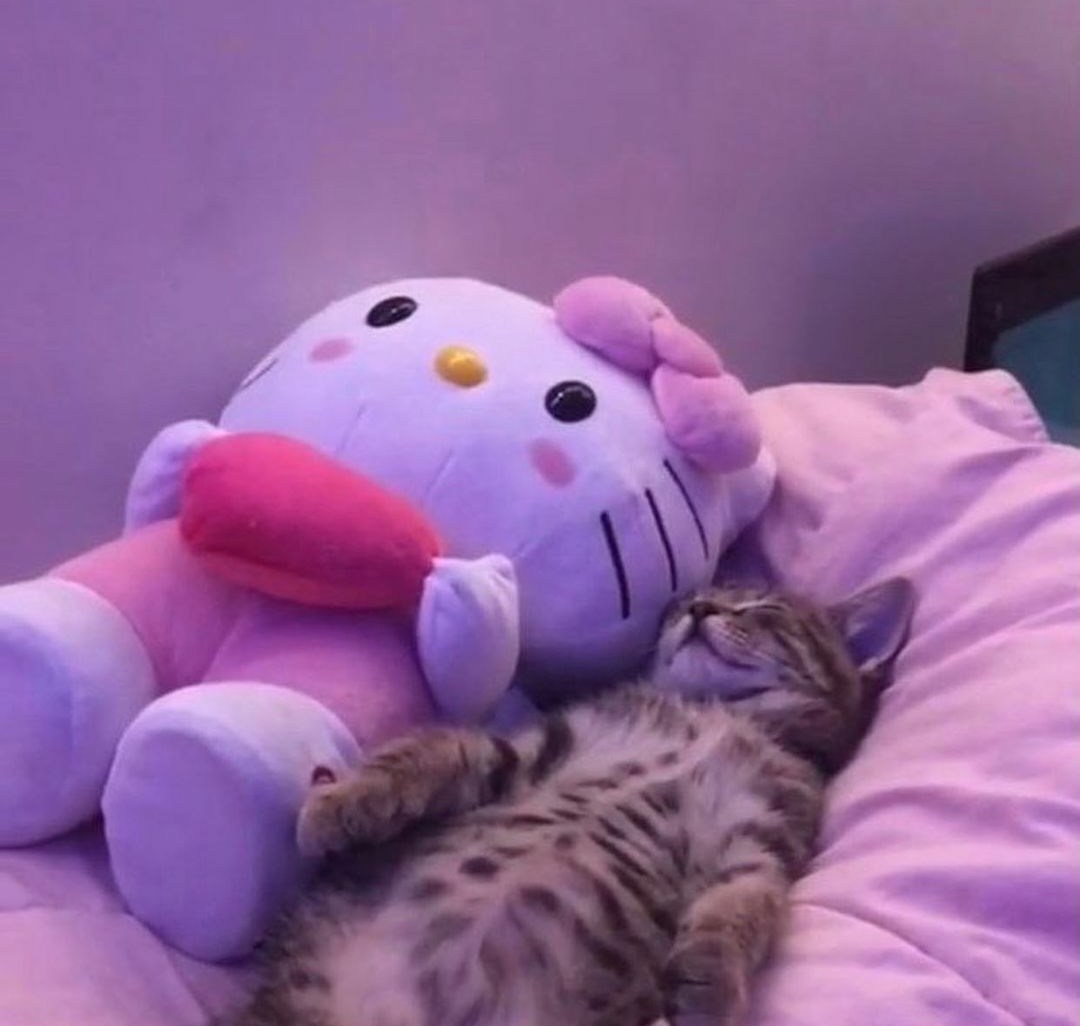 PunchingCat's tweet image. 