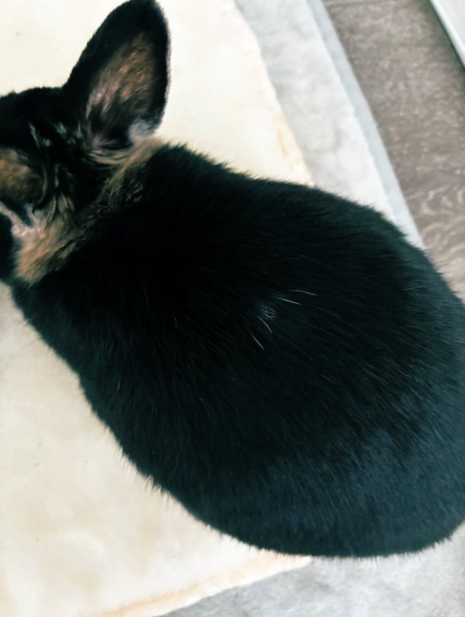 いつの間にかあけてました。
今年もよろしくお願いします🐰✨

背中に白髪が出現した可愛いおじいちゃま
八の字で縁起が良さそう😉