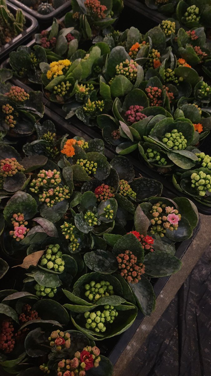 Z tweet media