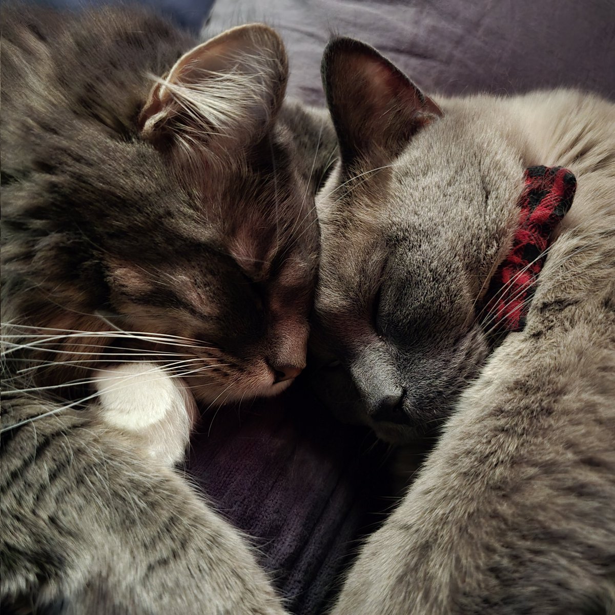Sweet1i1Demon's tweet photo. 🥺🖤 https://t.co/fY7zqtclgQ