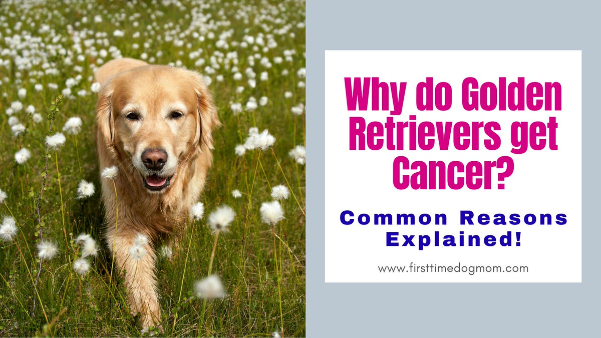 JennyHennig8's tweet image. Golden Retrievers are one of the most loved breeds, but they also face a higher cancer risk.

Understanding the causes and warning signs can make a real difference for your dog.
Find out more: firsttimedogmom.com/why-do-golden-…
#DogHealth #GoldenRetrieverLove #CanineCancerAwareness
