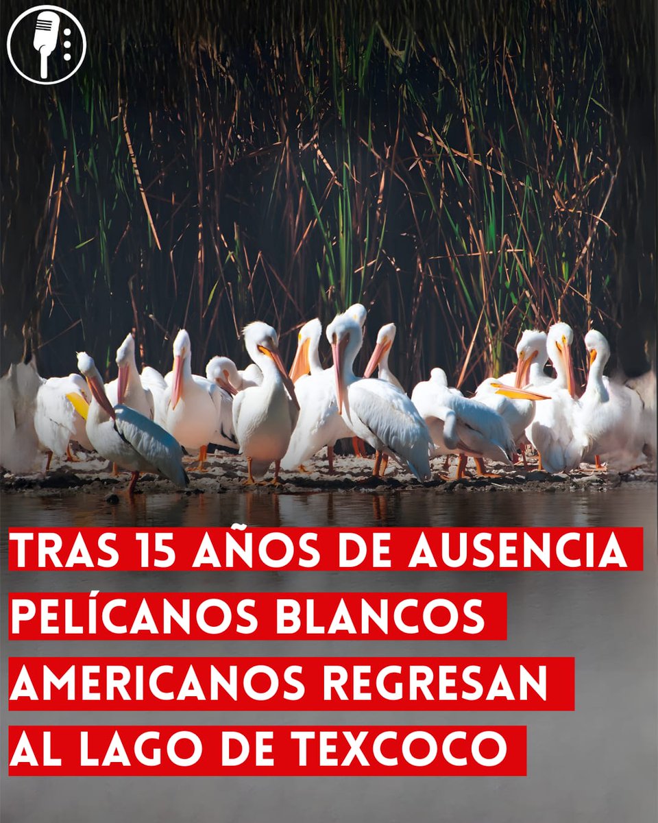 Los Reporteros MX tweet media