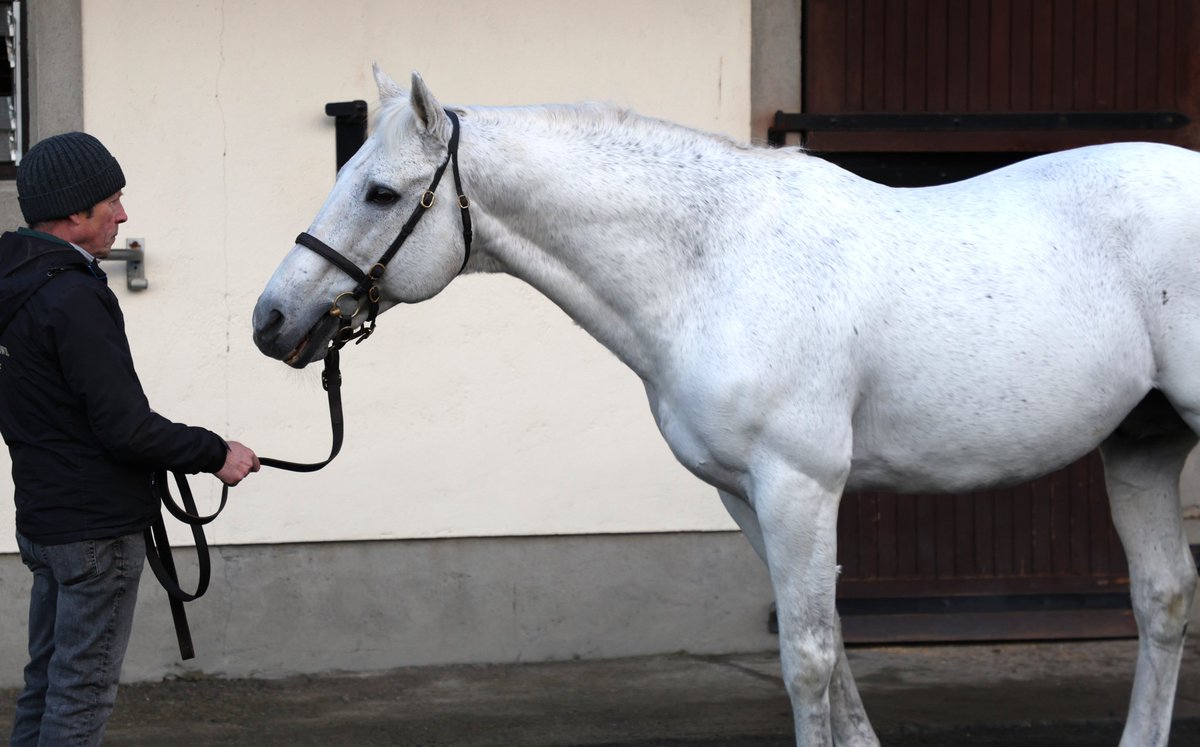 Lovely to finally get to meet the champion sire of 2024, Dark Angel (Acclamation x Midnight Angel)
#IrishStallionTrail