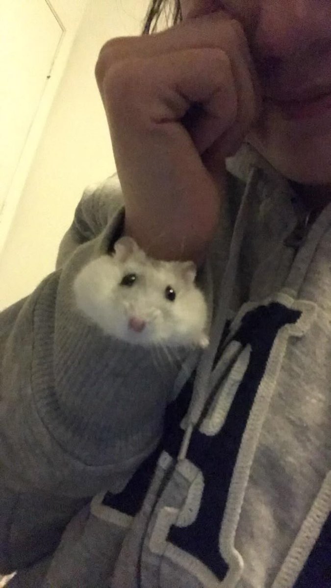 Hamsterie's tweet photo. https://t.co/H0tllH6KZE