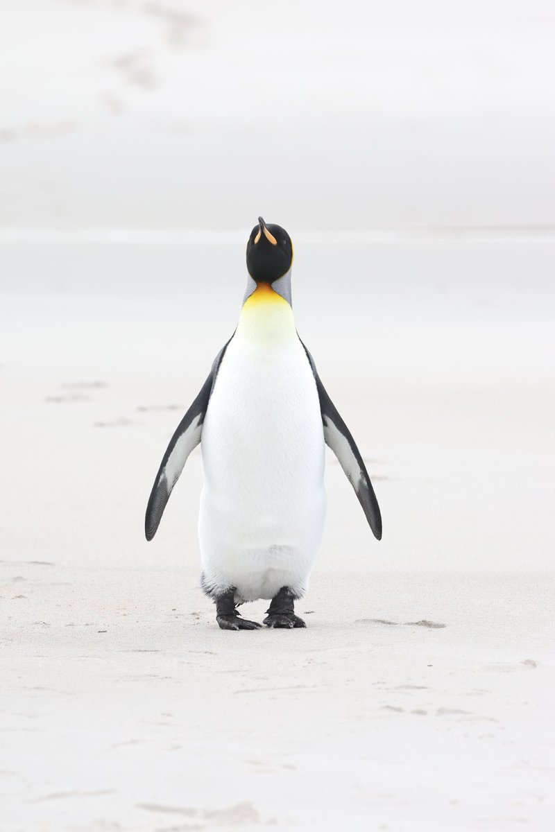 Allan Conlin tweet media