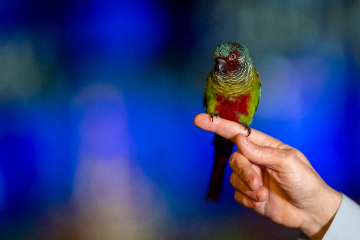 Alain Thomas tweet media