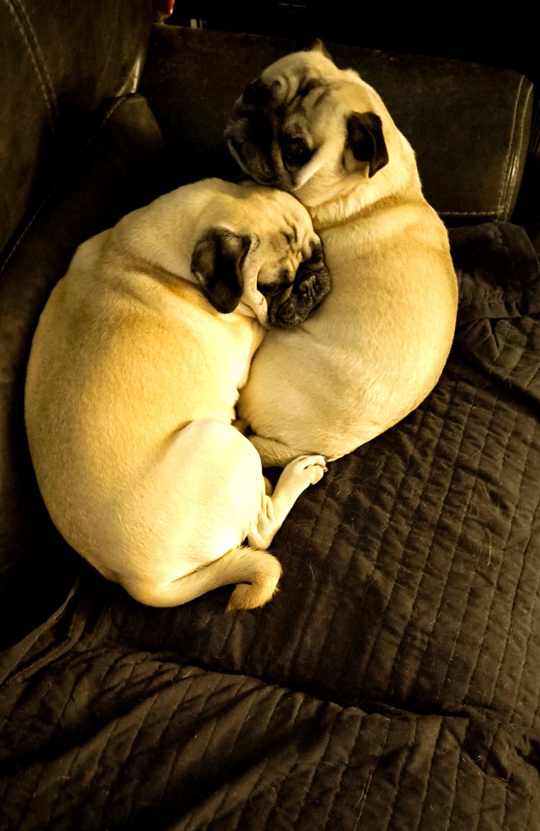 Thebronco Partybus tweet media