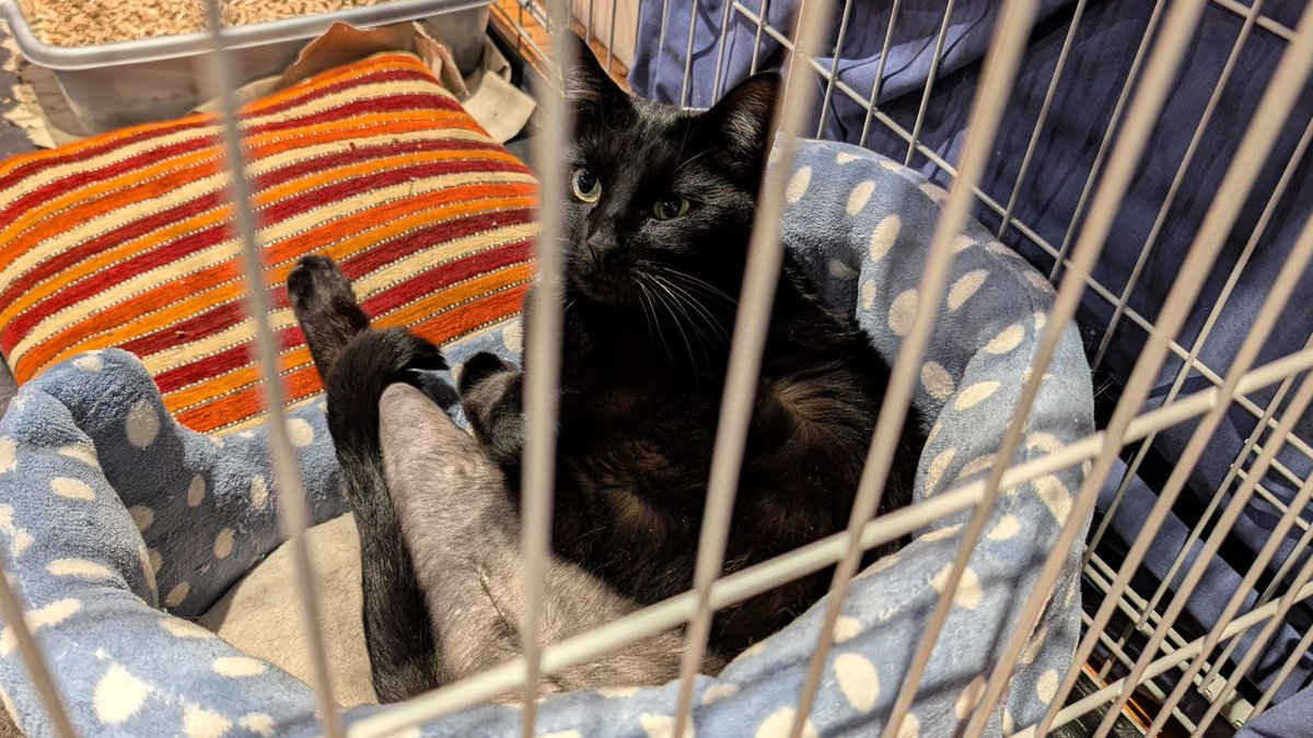 RSPCA_official's tweet image. Shot, and limping home at Christmas😿

We're appealing for info for Eddy, who was shot by an air gun in Old Hurst near Huntingdon on 21st December. 

He's been recovering from surgery, but if you have information that could help our investigation, please call us on 0300 1234 999.