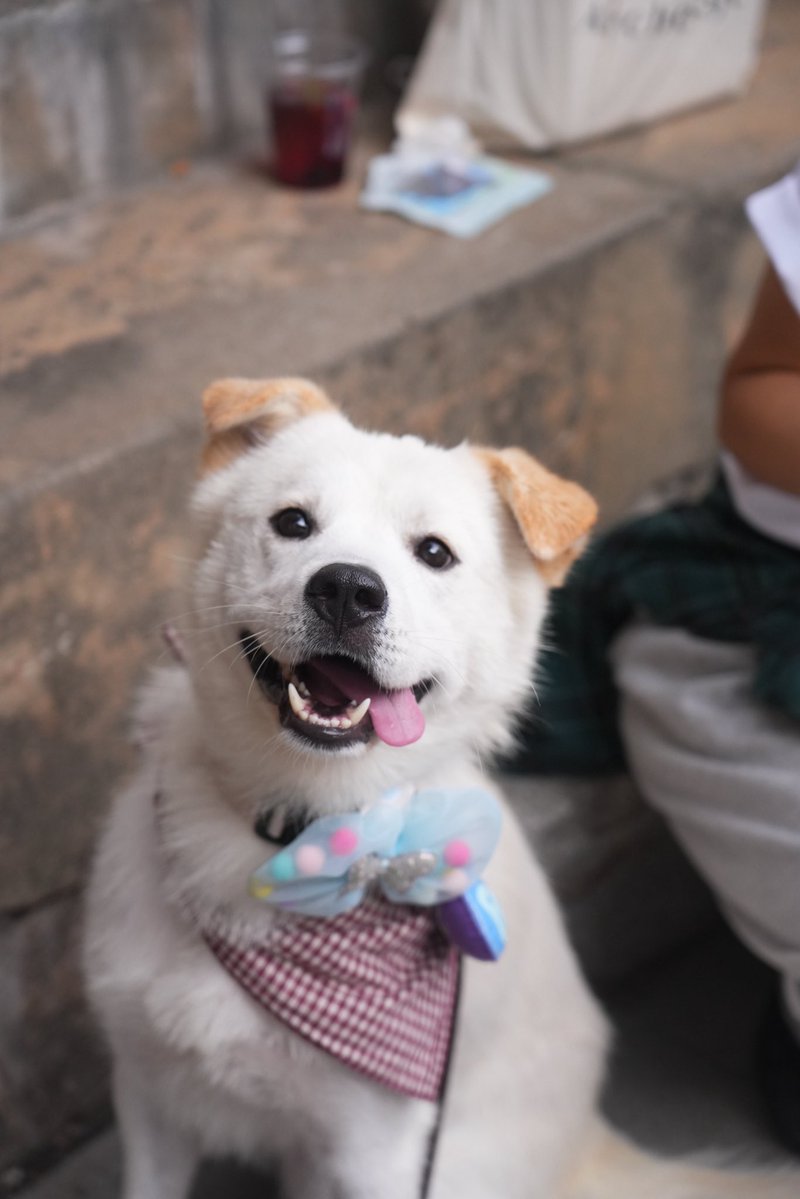 폴 입양가는 날 
잠이
안와 뒤척이는 나 
바부 강쥐야 행복하게 잘살어