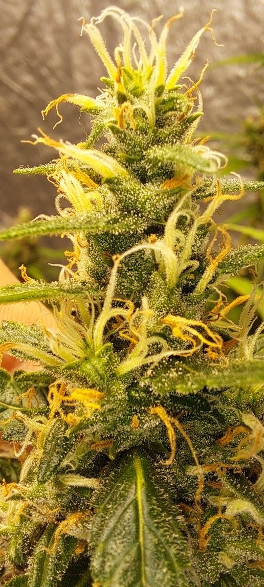 th3R3B3LS_333's tweet photo. This is a pretty big autoflower !!! 👀 https://t.co/wc505OFNgR