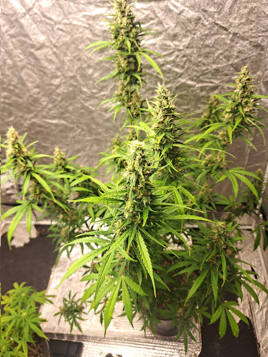 th3R3B3LS_333's tweet photo. This is a pretty big autoflower !!! 👀 https://t.co/wc505OFNgR