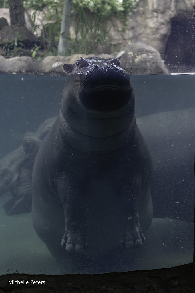 Cincinnati Zoo tweet media