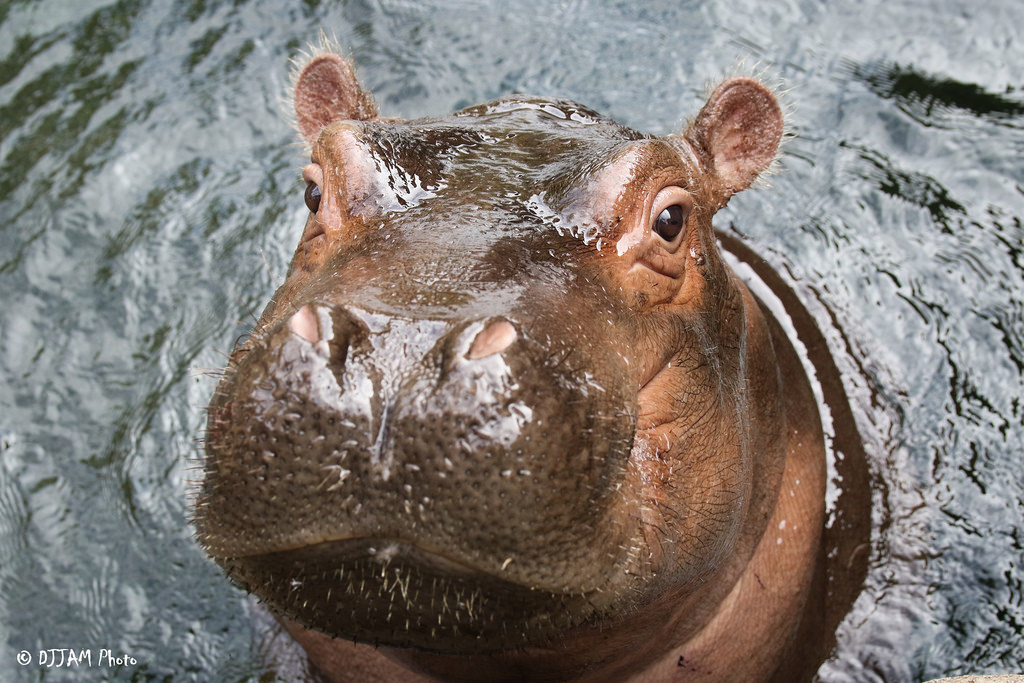 Cincinnati Zoo tweet media