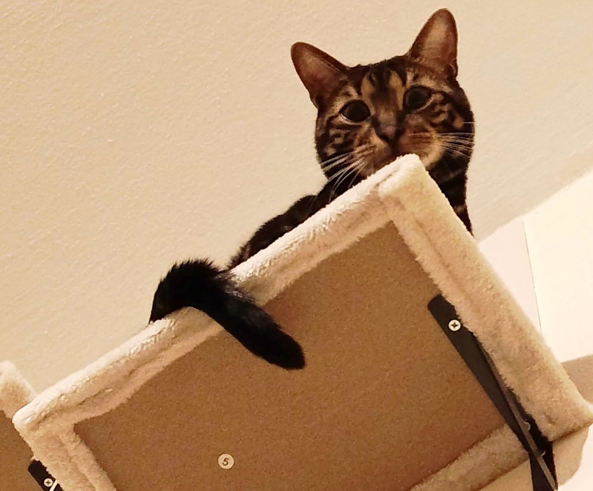 Maximales Drehmoment tweet media