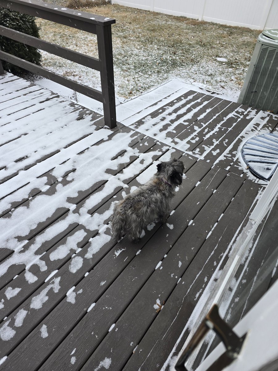 cairn3dogs's tweet photo. Ella's headed out to to the backyard for a potty break. It's quite cold at 8° (-11° with the wind). 🌬️ Today, I stocked up on hand and foot warmers to help while I'm clearing snow. ❄️ https://t.co/BsNkCNgN55