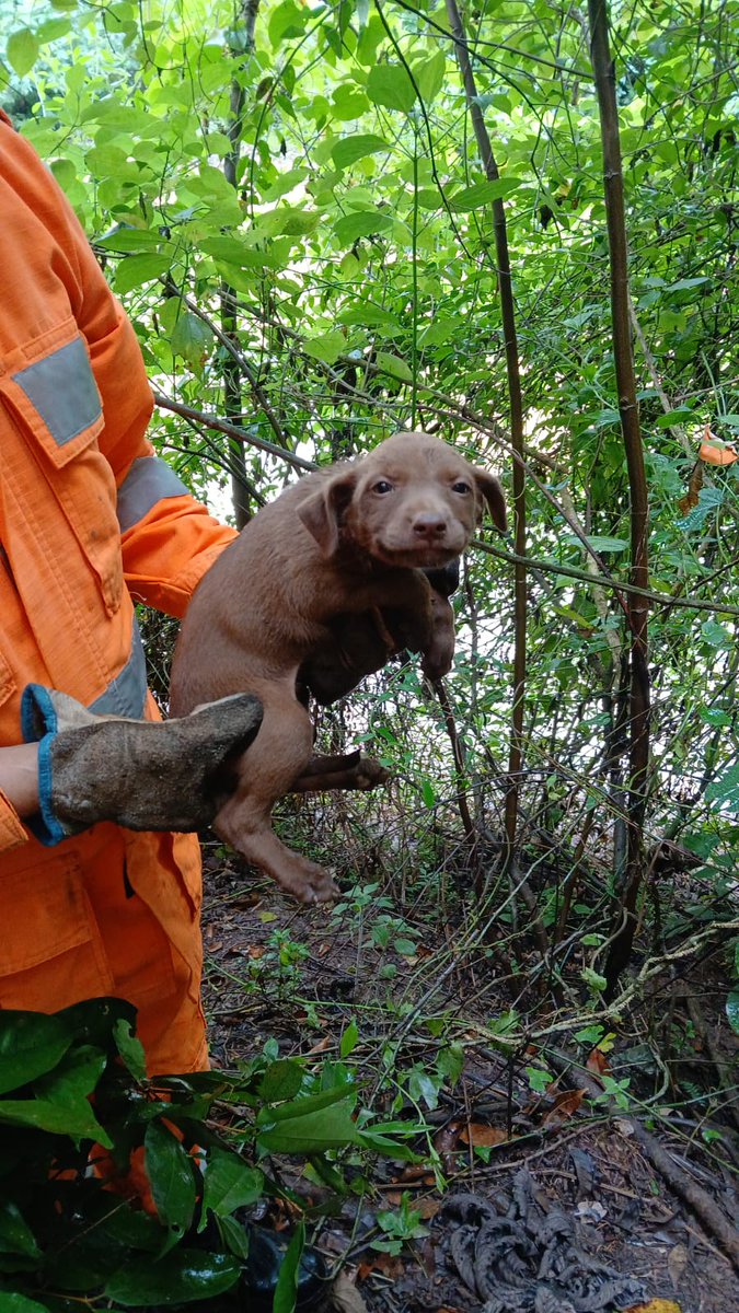 Bombeiros_MG's tweet image. Cuide bem do seu pet! :) 
Mas, caso haja uma situação de emergência, ligue 193.
#bombeirosmg #bombeiros #cbmmg