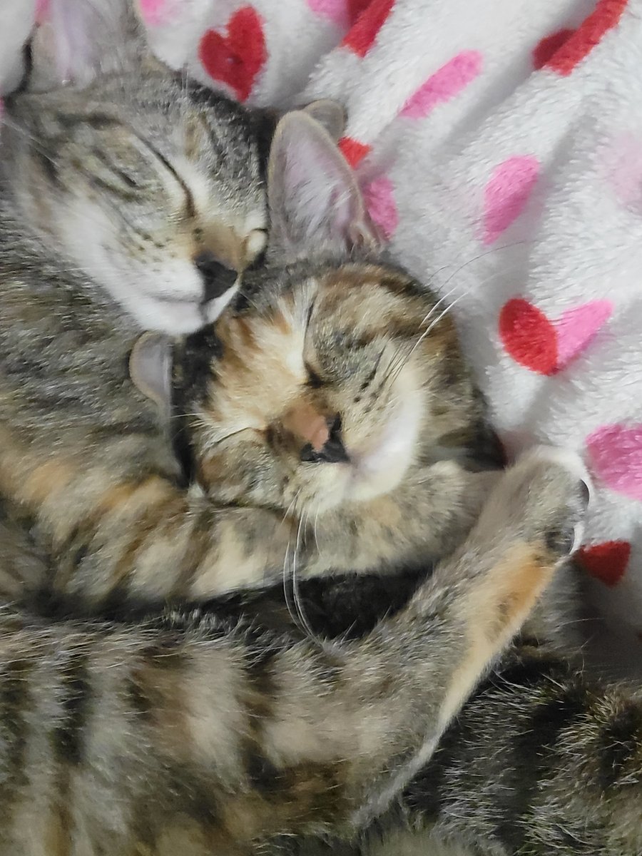 Declare Attacks? tweet media