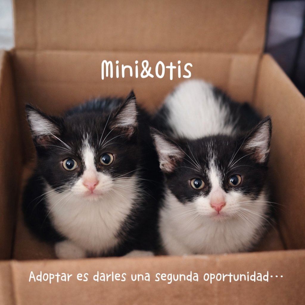 Gatitos buscan hogar responsable. Que dices #adoptas ? #petco #tampico