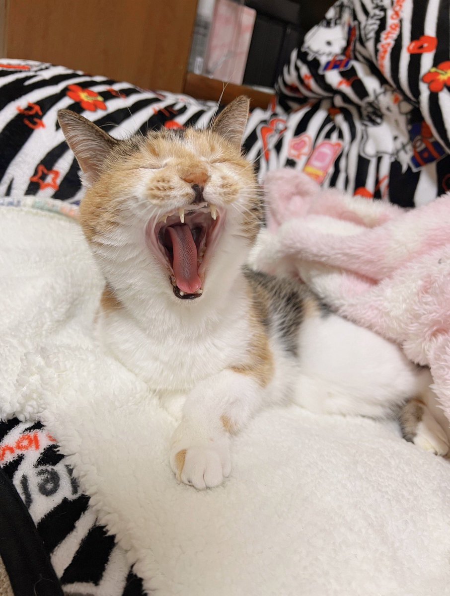 Post by あめちゃん🐱 on X: 🐱