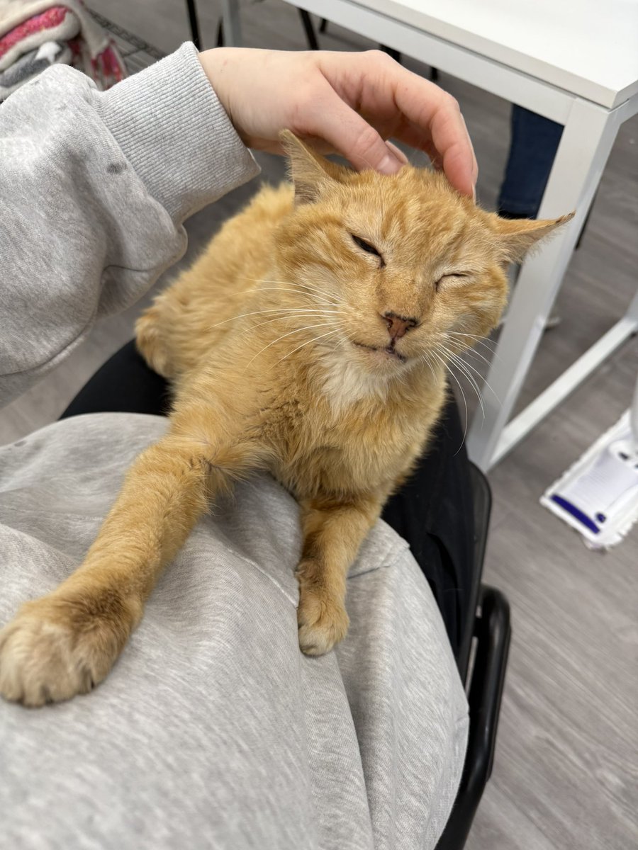 feederofcats's tweet image. the senior janks here at Friends of Bear would like to humbly ask for help with our Amazon wishlist 🥹

our most needed items right now are the IAMS dry food, Proviable and FortiFlora probiotics, and Lil soups (special request from Princess Blep)

amazon.com/hz/wishlist/ls…