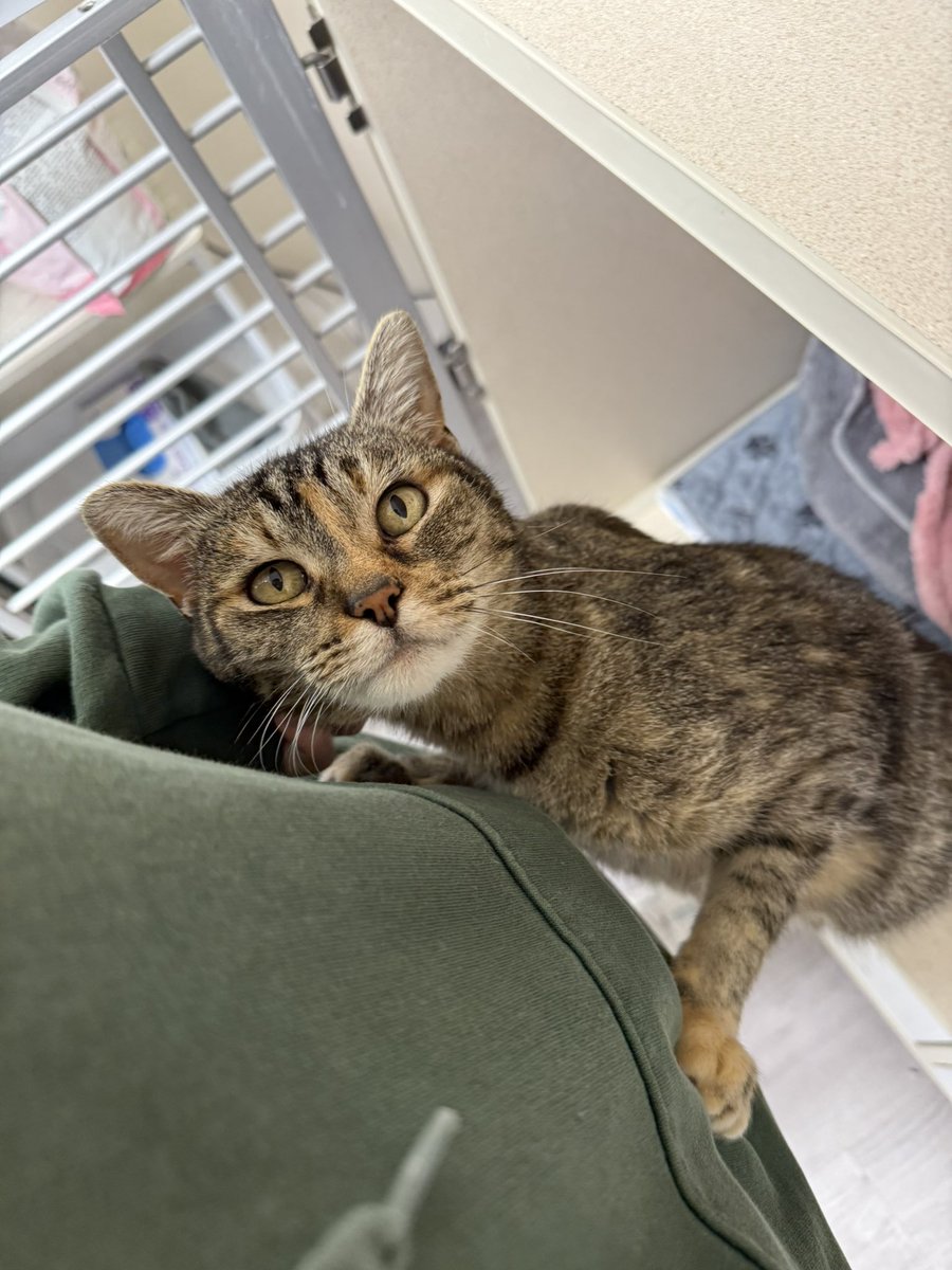 feederofcats's tweet image. the senior janks here at Friends of Bear would like to humbly ask for help with our Amazon wishlist 🥹

our most needed items right now are the IAMS dry food, Proviable and FortiFlora probiotics, and Lil soups (special request from Princess Blep)

amazon.com/hz/wishlist/ls…