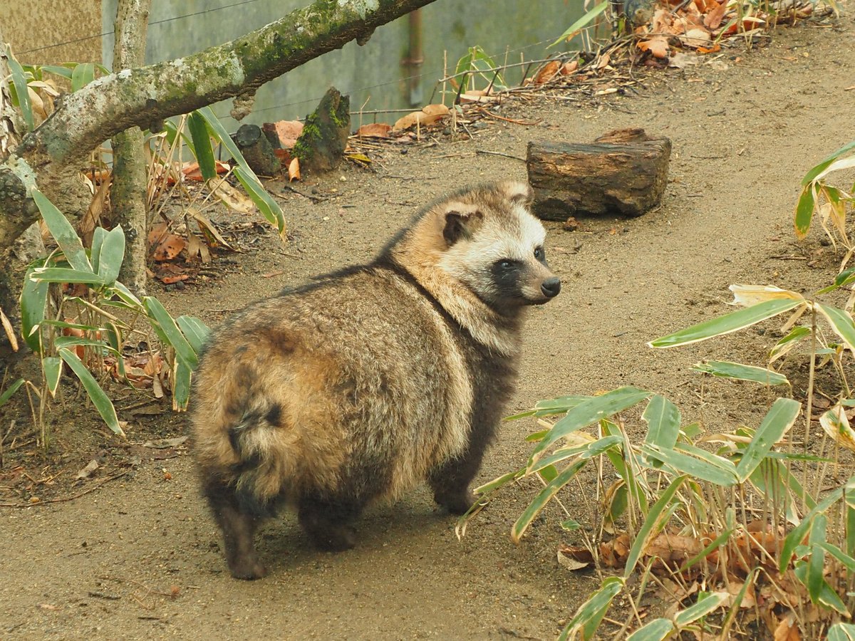 Post by Rock_Man on X: #タヌキ