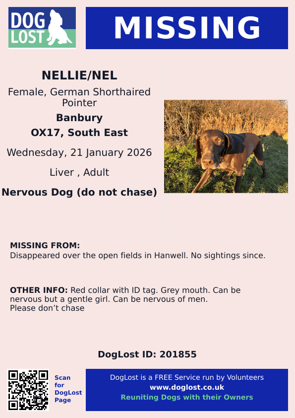 🆘21 Jan 2026 #Lost Nellie/Nel #ScanMe
German Shorthaired Pointer Female
Disappeared over the open fields in #Hanwell
No sightings since #Banbury #Oxfordshire #OX17
doglost.co.uk/dog/201855