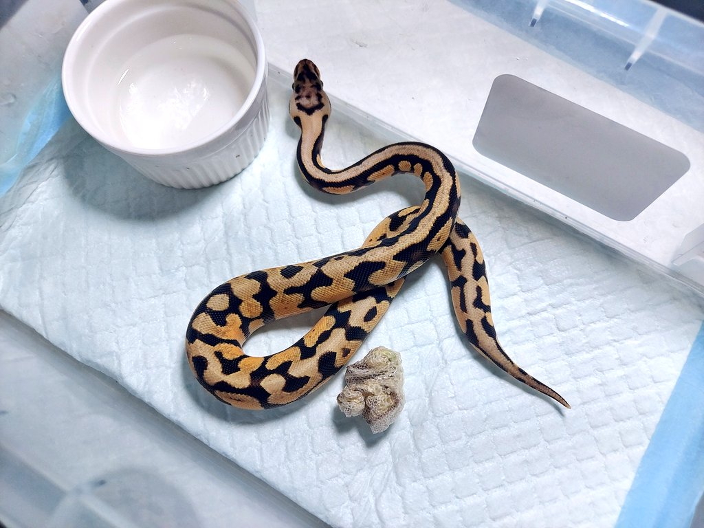 ♢ハドソンズベイカンパニー✨美品 高級デミバフミンク 大判ショール