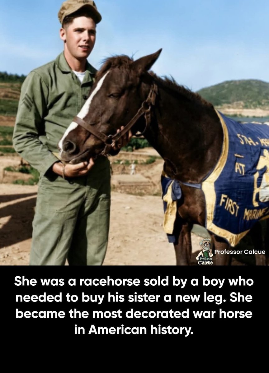 Ikennect's tweet photo. Some interesting Marine Trivia👇🏼Hope you like it
In 1952, a young Korean stable boy named Kim Huk Moon faced an impossible choice.
His sister had stepped on a landmine. She needed an artificial leg, but the family had no money.
So Kim sold the only thing of value he had: a small Mongolian mare named Ah Chim Hai—"Flame of the Morning."
A U.S. Marine lieutenant named Eric Pedersen paid $250 for the horse. He needed a pack animal to carry heavy ammunition up the steep Korean mountains where no truck could go.
The Marines renamed her Reckless.
But Reckless was never treated like a mule. She was treated like a Marine. She roamed freely through camp. She slept in the tents with the men on cold nights. She ate scrambled eggs at the mess hall, drank beer with the platoon in the evenings, and once devoured $30 worth of poker chips.
She was their mascot. But in March 1953, she became their savior.
The Battle for Outpost Vegas was one of the bloodiest clashes of the Korean War. The Chinese launched a massive assault, raining artillery down on the Marines at a rate of 500 rounds per minute.
The Marines on the ridgeline were running out of ammunition for their 75mm Recoilless Rifles—their only defense against enemy bunkers. The shells weighed 24 pounds each. No vehicle could reach the gun pits. The ammo had to be carried by foot up a 45-degree incline through a no man's land of explosions and sniper fire.
Reckless went to work.
Her handler loaded her pack with shells, slapped her on the flank, and she started climbing—alone.
When she reached the firing positions, the Marines unloaded the ammo. Reckless turned around, walked back down, and came back for more.
She did this 51 times in a single day.
She walked over 35 miles on steep terrain, most of it under direct enemy fire. She carried over 9,000 pounds of ammunition on her back.
She was wounded twice. Shrapnel cut her above the eye and tore into her flank. She didn't stop. She didn't spook.
Gunnery Sergeant Joe Latham had trained her to respond to the word "Incoming!" When she heard it, she would drop to the ground and crawl into a trench to wait out the explosion. Then she'd get back up and keep walking.
On her trips back down the mountain, she didn't go empty. She carried wounded Marines to the medical station.
Because of the ammunition she delivered, the Marines held Outpost Vegas.
After the war, Reckless was not left behind in Korea. She was brought to the United States. In 1954, she was promoted to Sergeant—and in 1959, the Commandant of the Marine Corps, General Randolph Pate, promoted her again to Staff Sergeant in a ceremony with a 19-gun salute and 1,700 Marines marching in her honor.
She outranked her own handler.
She spent her retirement at Camp Pendleton, where she gave birth to four foals: Fearless, Dauntless, Chesty, and one filly who did not survive.
When she died on May 13, 1968, she was buried with full military honors.
Her decorations include two Purple Hearts, a Marine Corps Good Conduct Medal, and two Presidential Unit Citations.
In 2016, she was posthumously awarded the Dickin Medal—the Victoria Cross for animals.
She wasn't a horse. She was a Marine.

~Professor Calcue