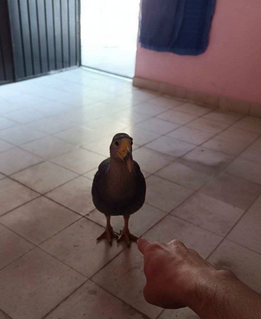 Lil_D0gg's tweet photo. Cosas del rancho 🦤 https://t.co/gZPHGWpHKg