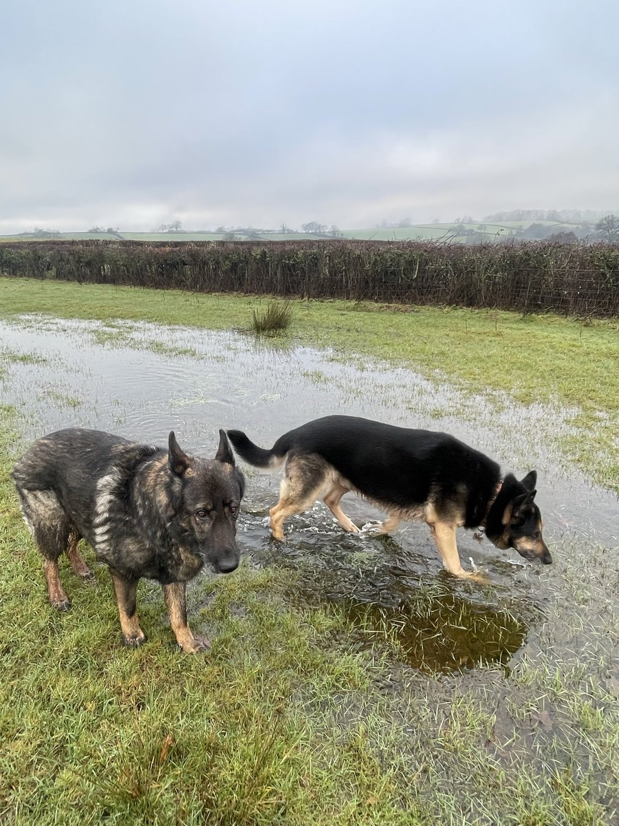 Retired Police Dog Quest tweet media