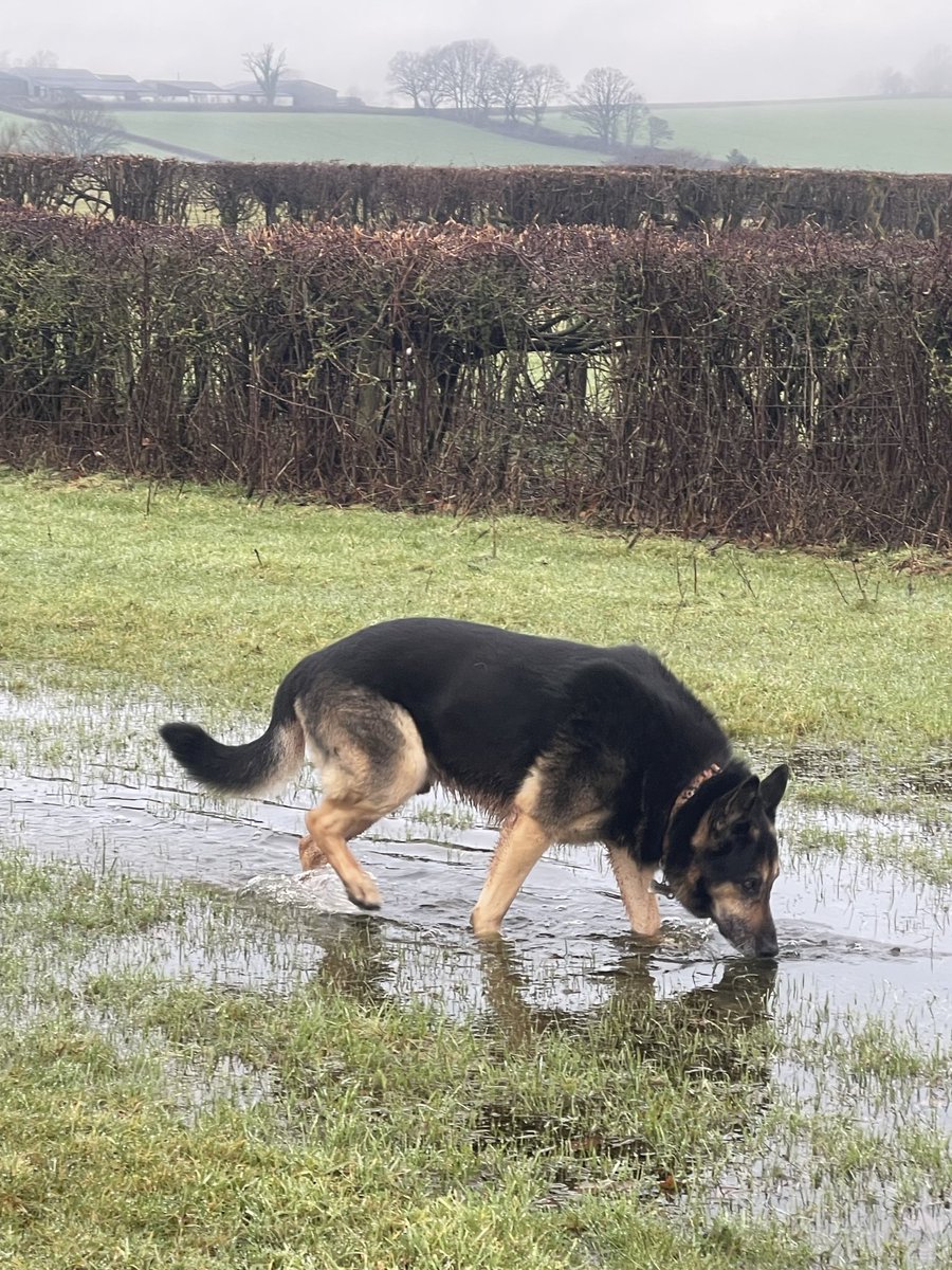 Retired Police Dog Quest tweet media