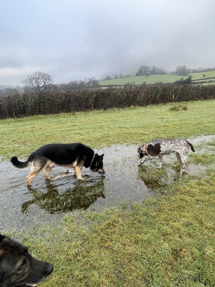 Retired Police Dog Quest tweet media