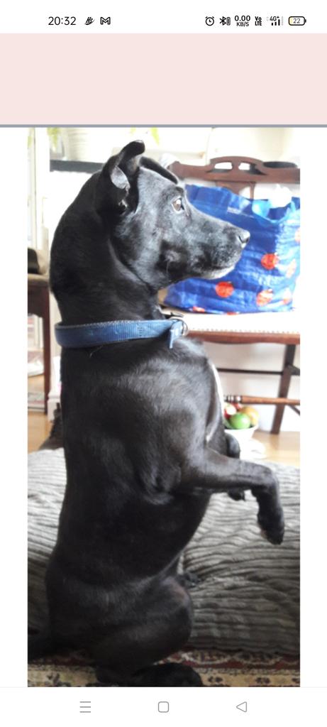 Fern Villa  (Dogs) tweet media