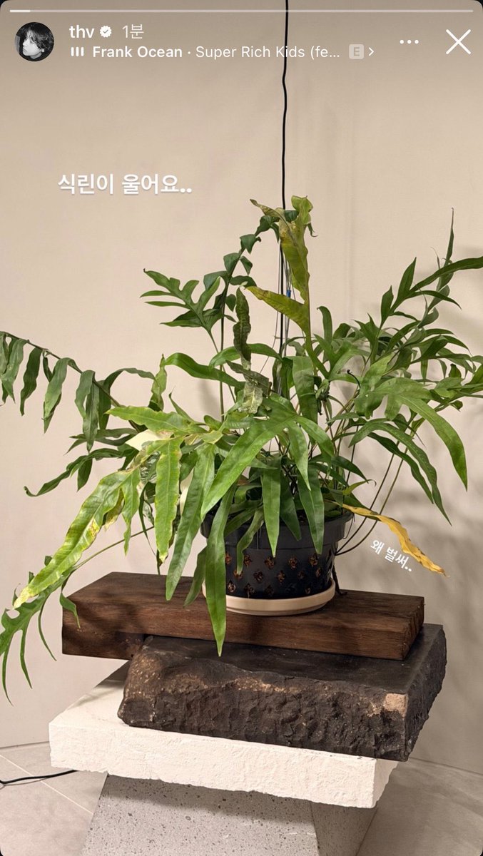 아 ㅋㅋ존나 너무 잘아는 맘 ㅋㅋㅋㅋ 
나도 식린이인데 몇친구 보내고 맘아파서 한동안안키우다가 얼마전 데려왂는데 며칠만에 잎이 하나씩 누래져서  너무슬펐슨 그러나 강한 내 식물강아가 두달째 아주 잘 살고있어 태뭉식집사됴 힘내