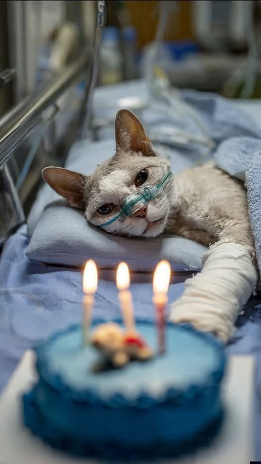 MarcelloCresce2's tweet image. Oggi è il mio compleanno, per favore pregate per me.