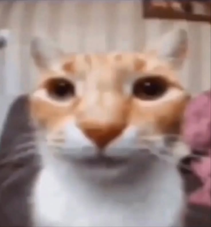 dpshater's tweet image. heavily contemplating changing my pfp/header but i really enjoy the way it is...... #stuck