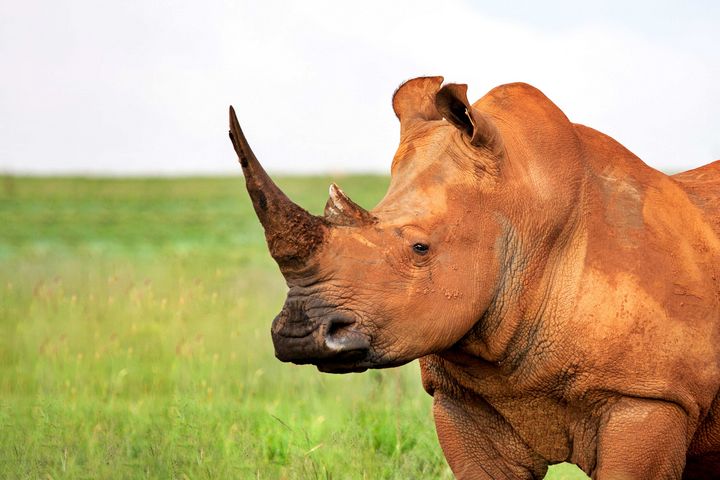 mocha342013's tweet photo. Art of the Day! "Rhino's the true unicorns.". Buy at: https://t.co/CvaOVj1w3s https://t.co/ytt5TJUqo1