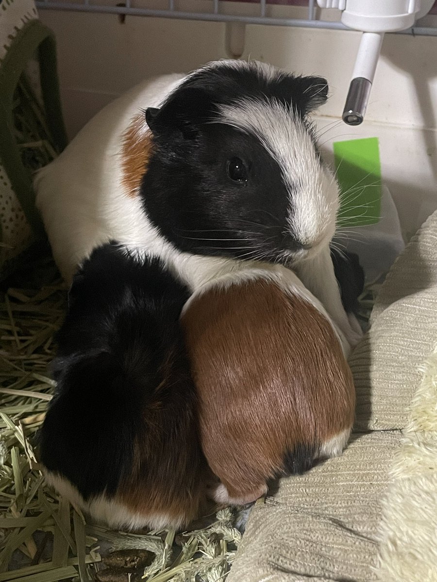 プイッと鳴けば⭐️みそ🐹のりっぺ🐹 (@friendly_ff14) / Posts / X