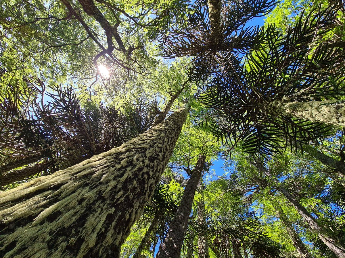 Jonas Lembrechts tweet media