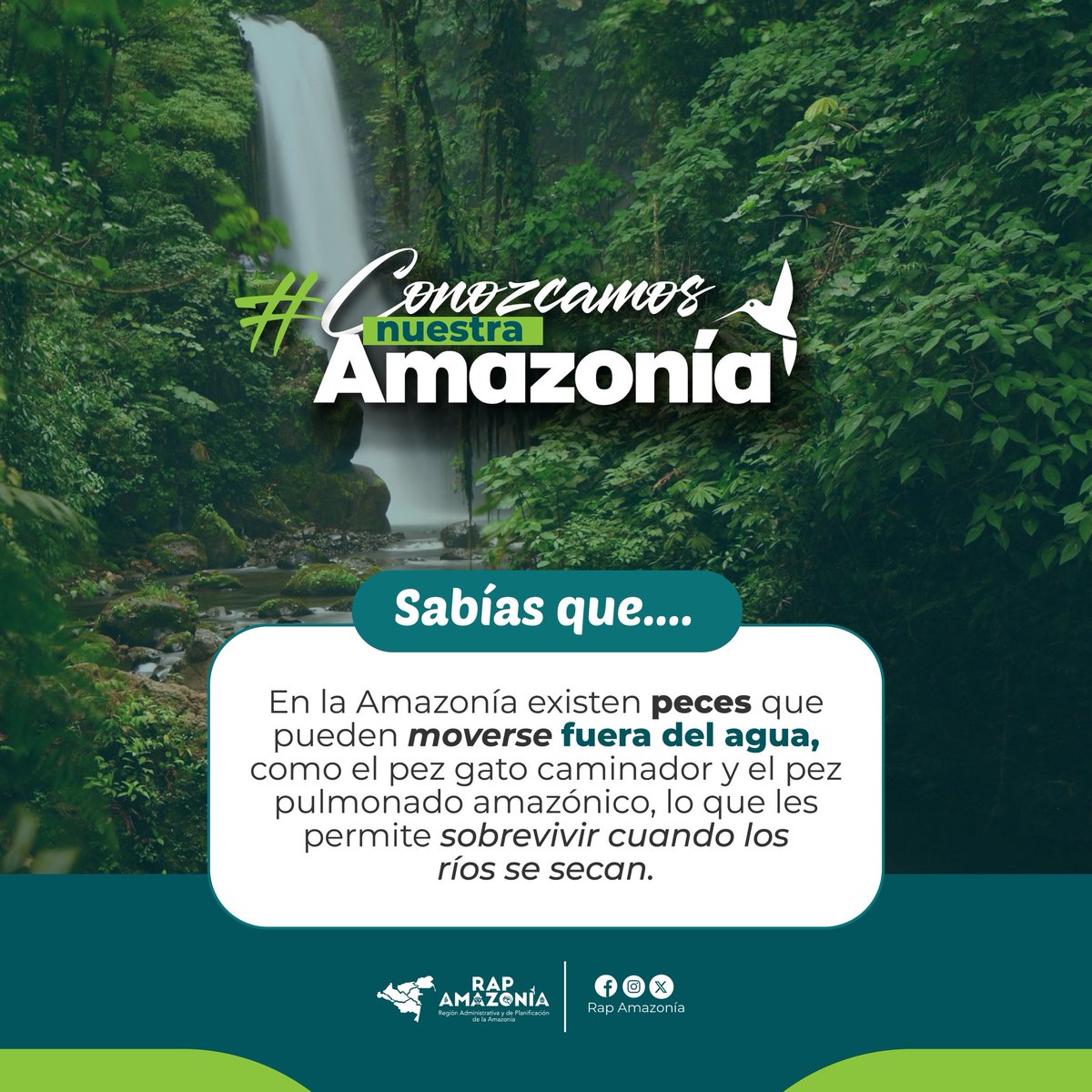 ¿Sabías que en la Amazonía hay peces que pueden desplazarse fuera del agua? 🌊➡️🌿 Una adaptación asombrosa que les permite sobrevivir en épocas de sequía.

#SomosRAPAmazonía
#ConozcamosNuestraAmazonía