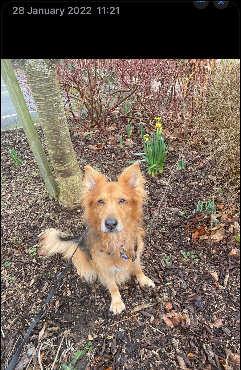 Dillon & Dougal & Angel Eric Da Dog 🌈🐾 tweet media